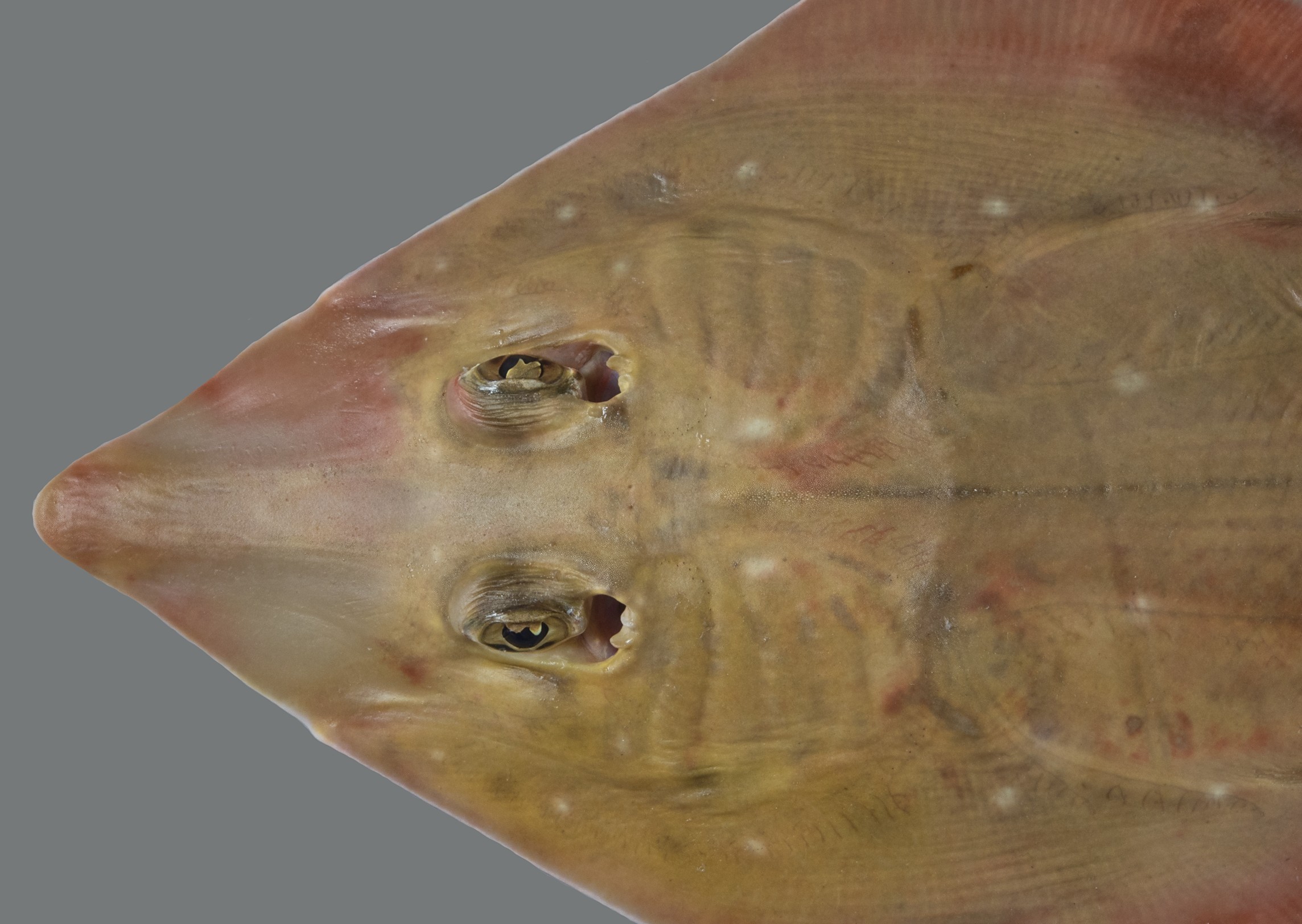 Rhinobatos punctifer, female, 79.5 cm TL, head close-up, Qatar; S.V. Bogorodsky